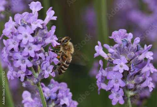bee on lavender