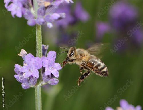 flying bee