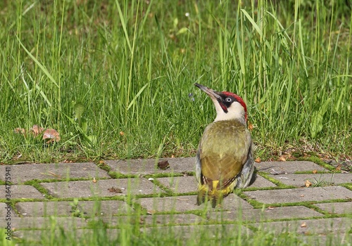 green woodpecker