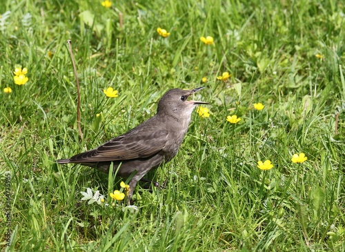 starling chick