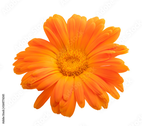 Marigold flower