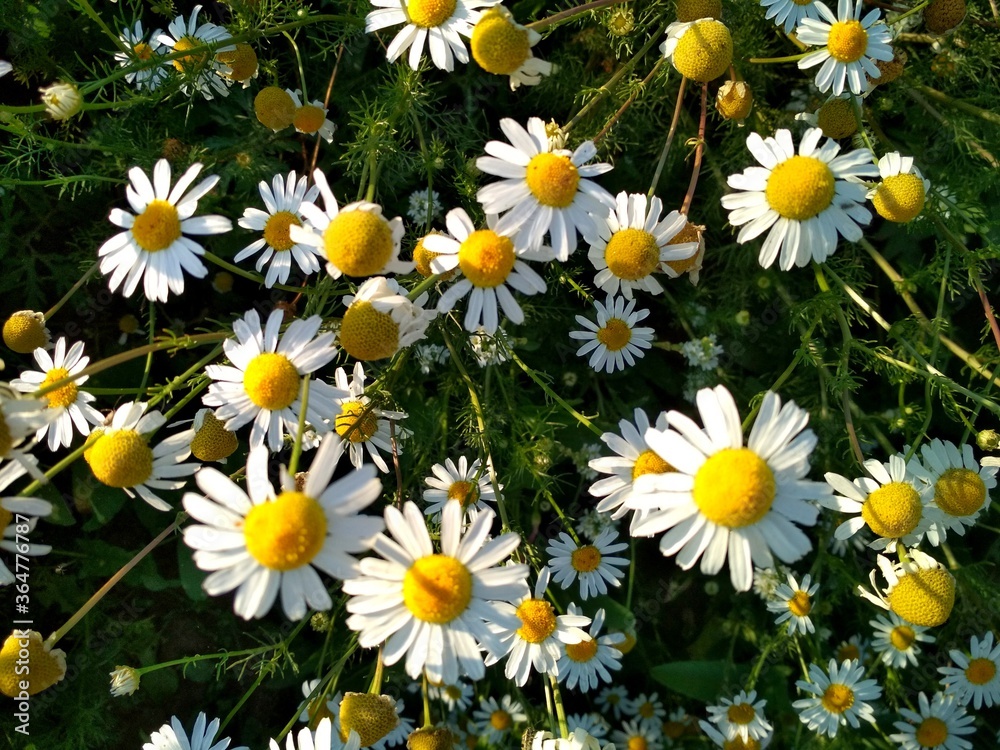 Fototapeta premium daisy, daisy flowers, daisy, flower, nature, field, white, summer, flowers, spring, plant, meadow, yellow, daisy, grass, green, daisies, daisy, garden, flora, blossom, bloom, floral, beauty, grass pet