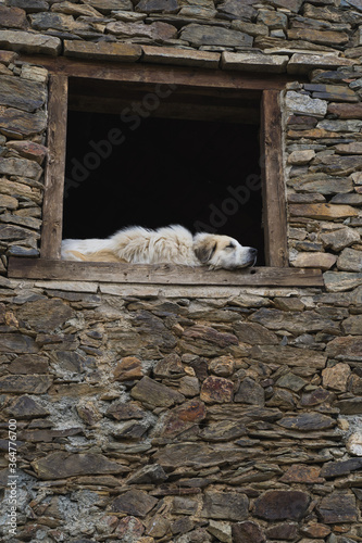 lLarge guardian dogs sleeping and looking out window of rustic stone house. Pyrenean Mastiff, a large breed of livestock guardian dog from Spain photo