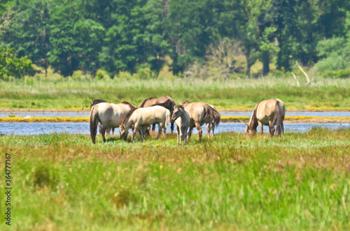landscape Beautiful area of integral nature reserve in Germany, at the east coast in Gelting, with wild horses and cattle 