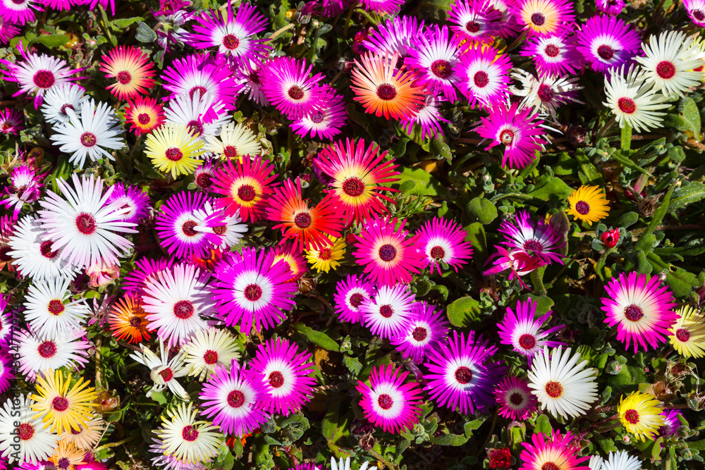 Wildflowers, Lambert's Bay, Western Cape province, South Africa, Africa Wildflowers, Lambert's Bay, Western Cape province, South Africa, Africa