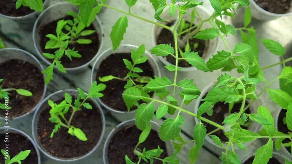 Young tomato plants in a nursery ready for planting in the garden. Growing seedlings in a greenhouse. View from above. The concept of gardening and agricultural culture Young tomato plants in a nursery ready for planting in the garden. Growing seedlings in a greenhouse. View from above. The concept of gardening and agricultural culture