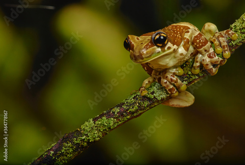 Frog sitting on a branch