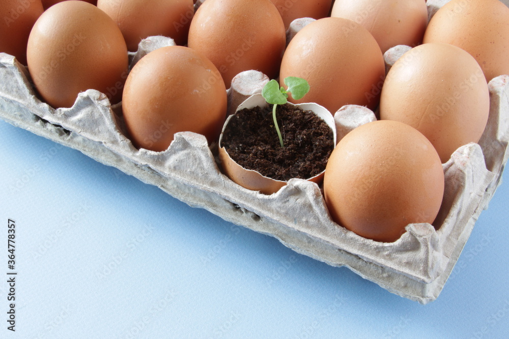 Young plant grow in egg shell. Easter decoration. Green plant in egg-shell on the blue background. Young plant grow in egg shell. Easter decoration. Green plant in egg-shell on the blue background.