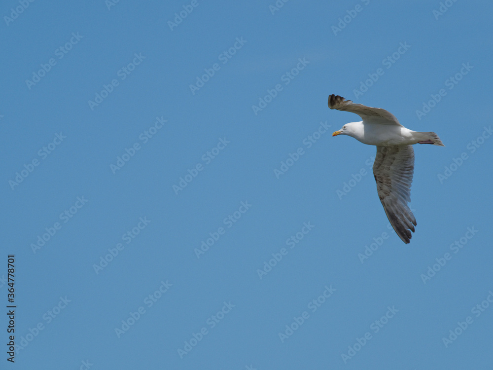 A Herring Gull (Larus argentatus) flying past the RSPB Point Of Ayr hide in Talacre, North Wales. A Herring Gull (Larus argentatus) flying past the RSPB Point Of Ayr hide in Talacre, North Wales.