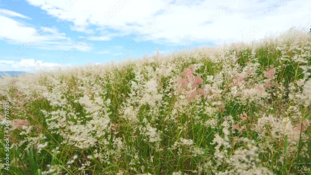 The flowers bloom beautifully in the wind The flowers bloom beautifully in the wind
