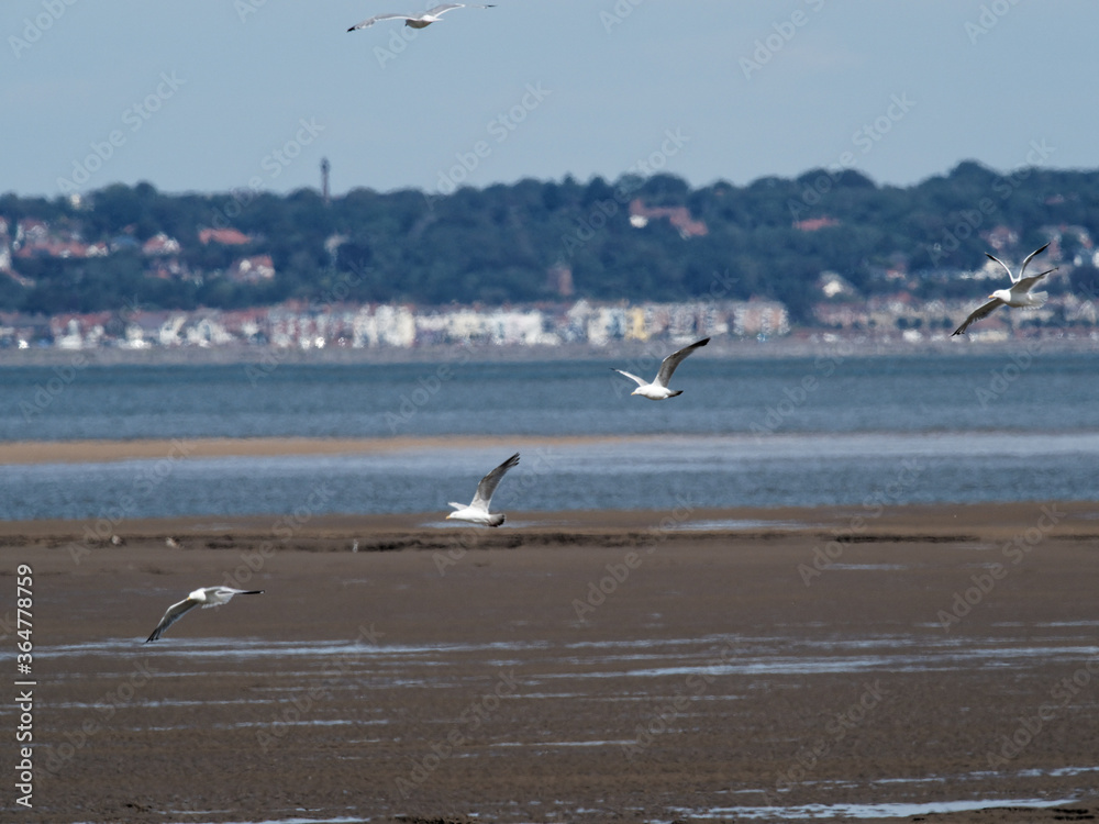 A flock of Herring Gulls (Larus argentatus) taking off  in Talacre, North Wales, with the River Dee and the Dee Estuary in the background and West Kirby