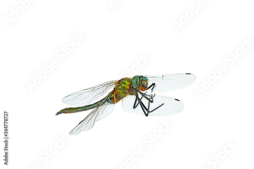 Dead big green dragonfly (Libellula depressa) isolated on a white background