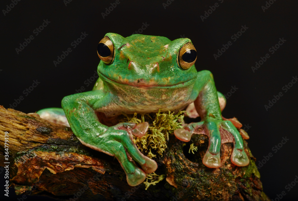Obraz premium Frog sitting on a branch