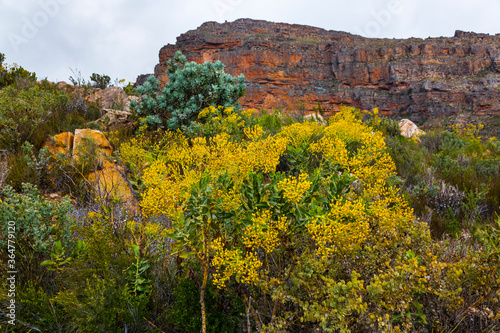 Pakhuis Pass, Wildflowers, Clanwilliam, Cederberg Mountains, Western Cape province, South Africa, Africa