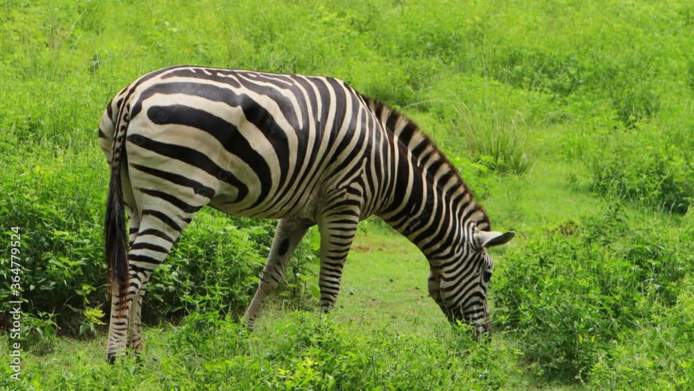 A zebra eating grass in a green meadow A zebra eating grass in a green meadow