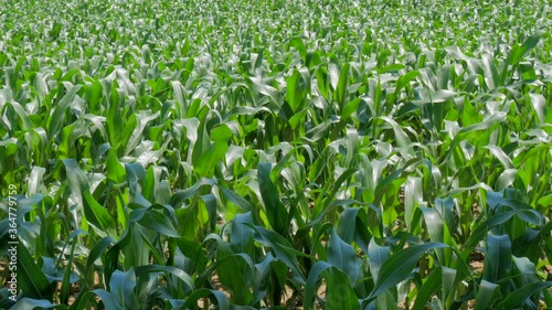 Young corn field in hot sunny day with soft breeze