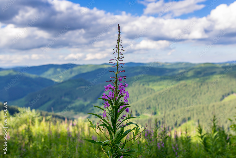 Beautiful purple willowherb ( epilobium)  on the top of the Carpathian mountains in Transylvania, Romania.