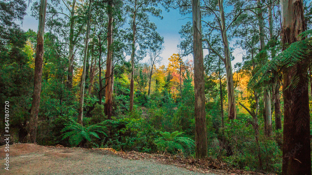 Obraz premium forest in autumn
