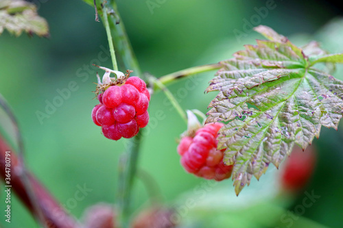 Ripe raspberries on a branch. Red raspberry growing on a green nature background in summer	