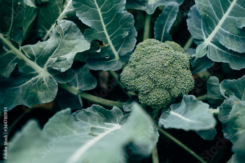 broccoli growing in the garden