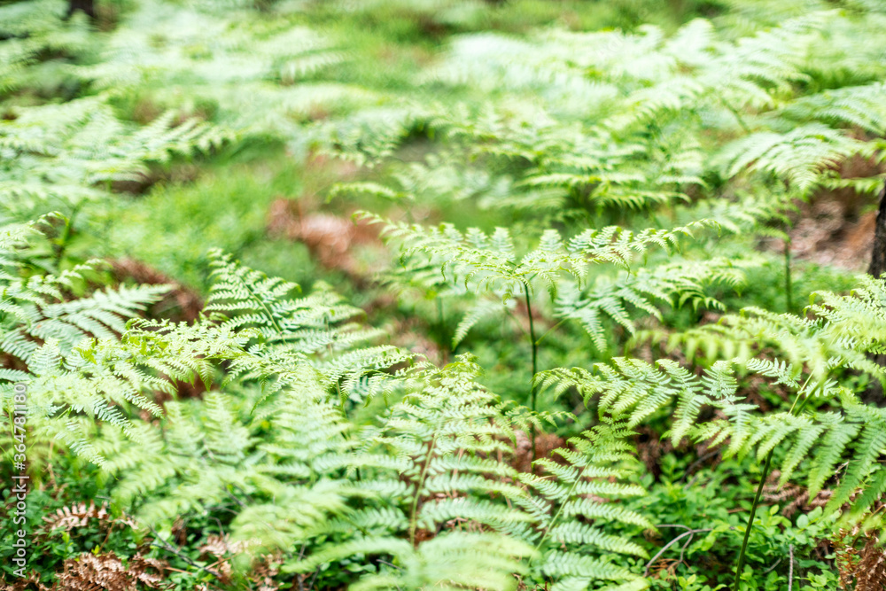 Ferns in spring Ferns in spring