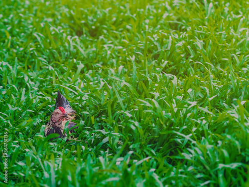 Rooster and hen relax and finding food in green field.