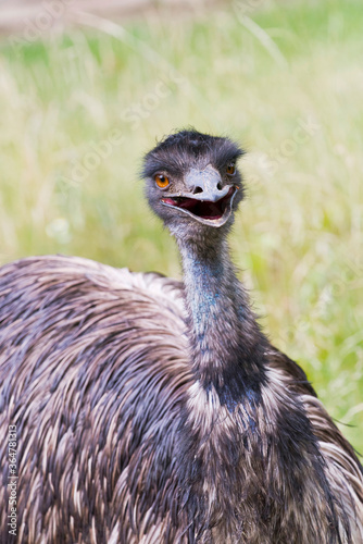 Portrait of an emu