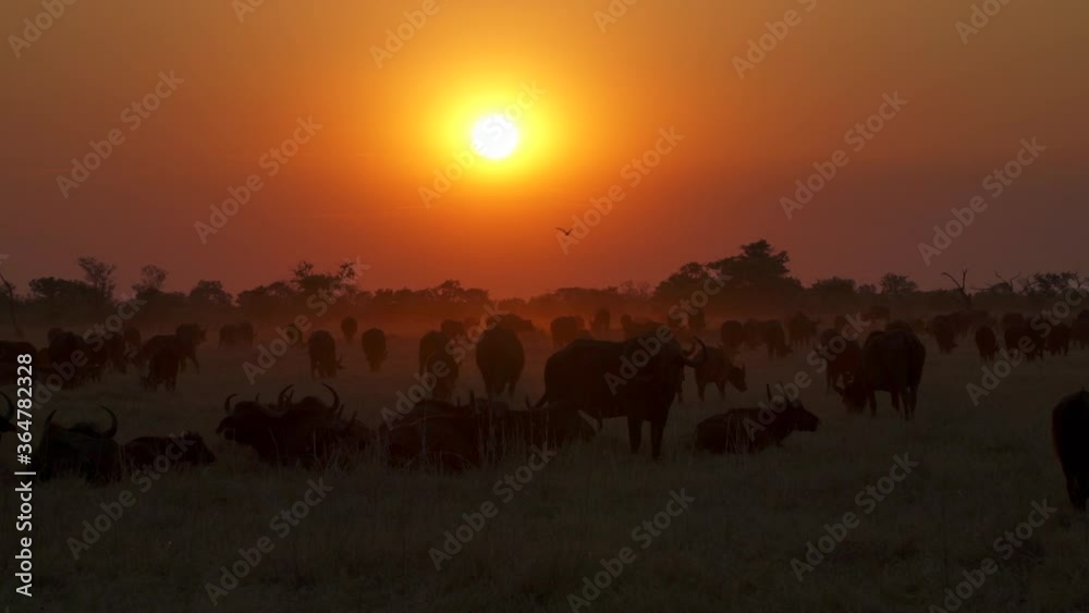 Wide shot of a herd of cape buffalo grazing in the golden African sunset Wide shot of a herd of cape buffalo grazing in the golden African sunset