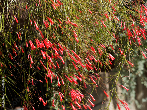 (Russelia equisetiformis) Plante corail ou russélie fausse-prêle, arbrisseau au port pleureur offrant une fontaine de fleur rouge vif photo