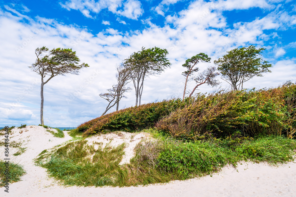 Bäume und Düne am Weststrand auf dem Fischland-Darß Bäume und Düne am Weststrand auf dem Fischland-Darß