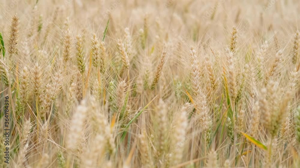 green and yellow ripening ears of wheat swaying from the wind on the field, the concept of the future crop, bread production, the agricultural sector of the country's economy green and yellow ripening ears of wheat swaying from the wind on the field, the concept of the future crop, bread production, the agricultural sector of the country's economy