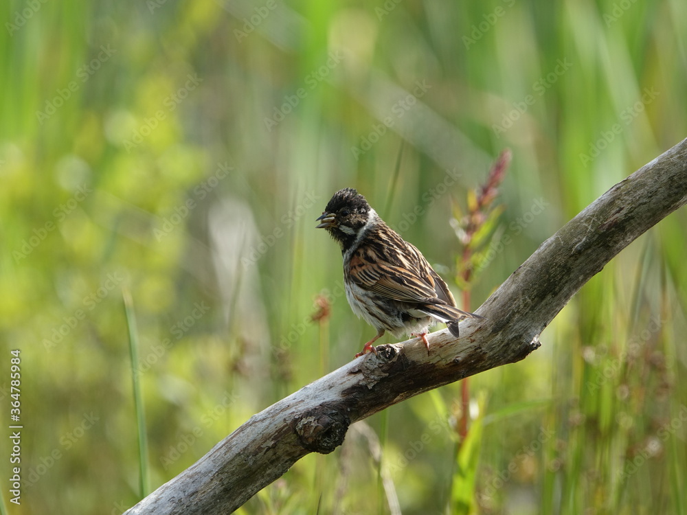 Obraz premium reed bunting (Emberiza schoeniclus)