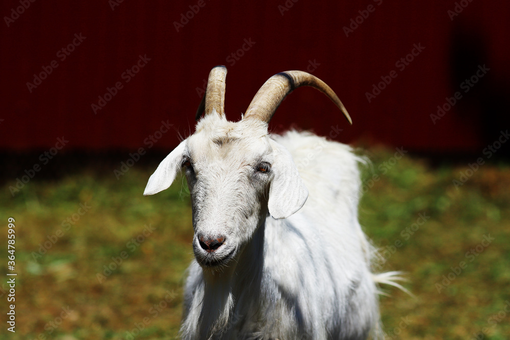 White horned goat in the pasture, on a blurry background of indeterminate color