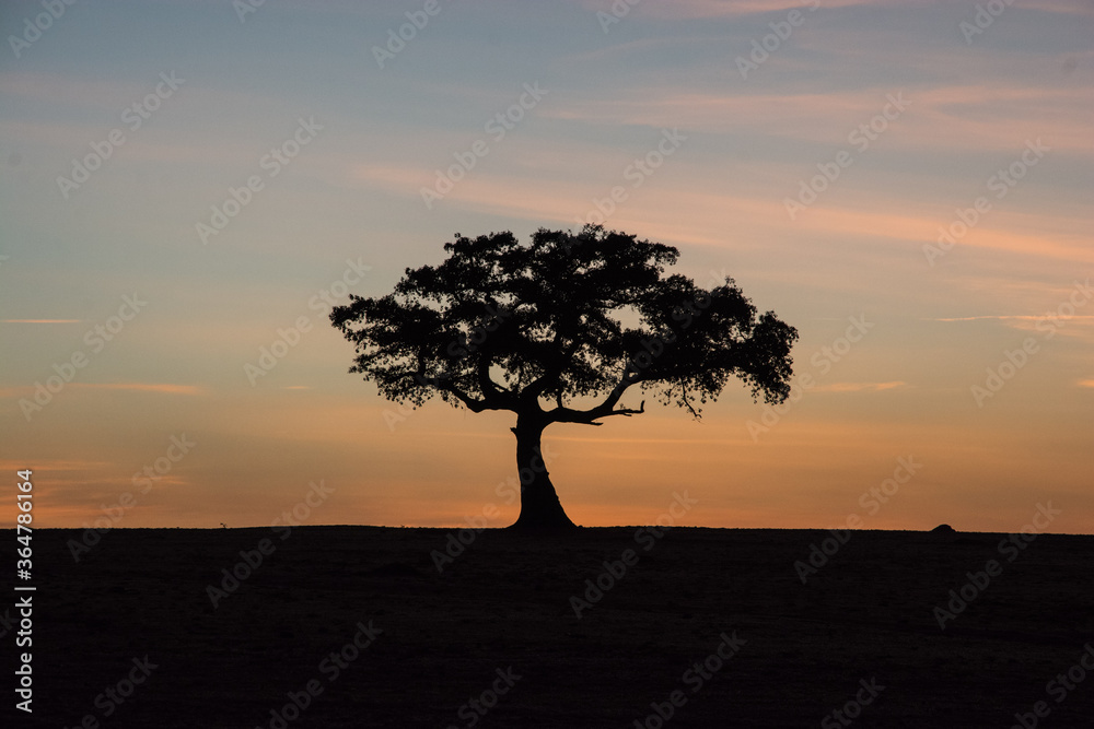Sunrise in the Maasai Mara, Kenya with the silhouette of a tree