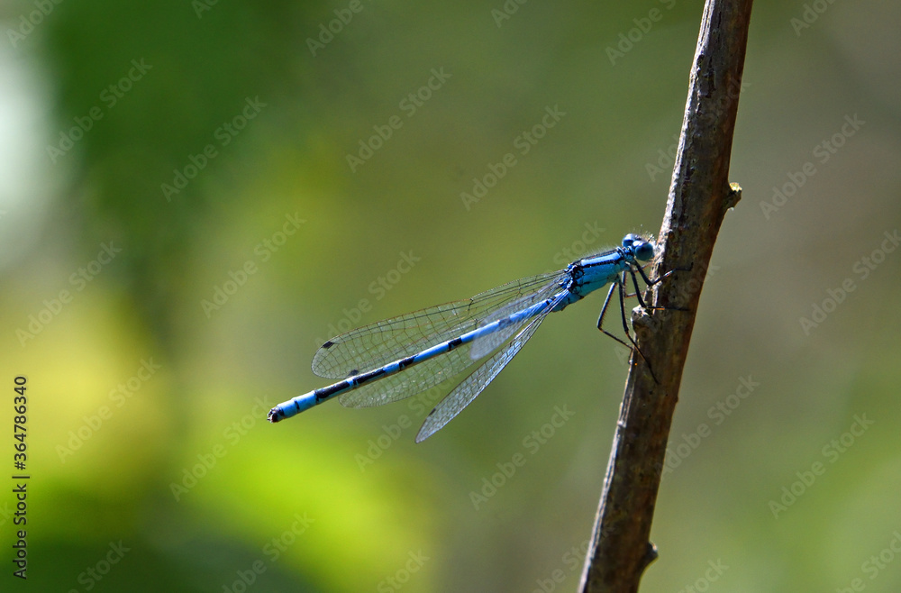 Common blue damselfly on twig isolated with out of focus background. Common blue damselfly on twig isolated with out of focus background.