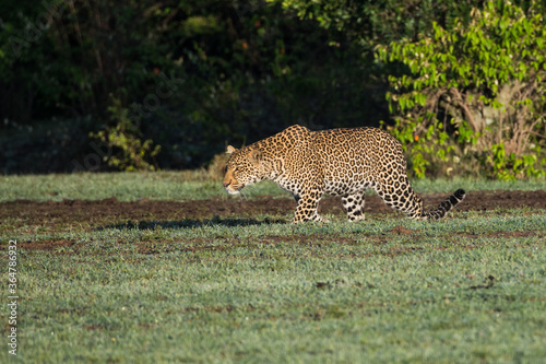 Leopard (Panthera pardus) in the early morning sunlight in the Maasai Mara, Kenya