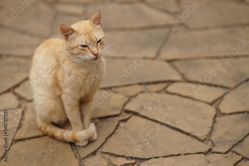 Cute ginger cat portrait on summer road. © Omega