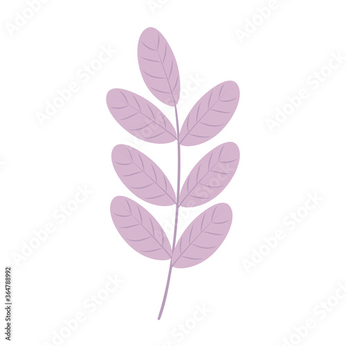 Isolated natural leaf design of Floral nature plant garden ornament botany decoration and life theme Vector illustration