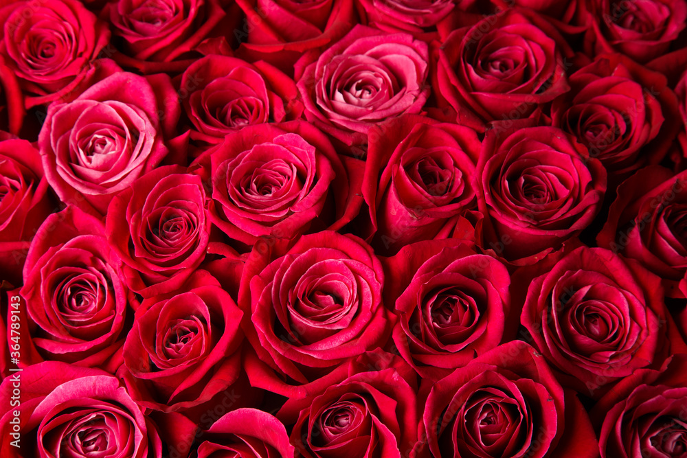 red roses background red roses background