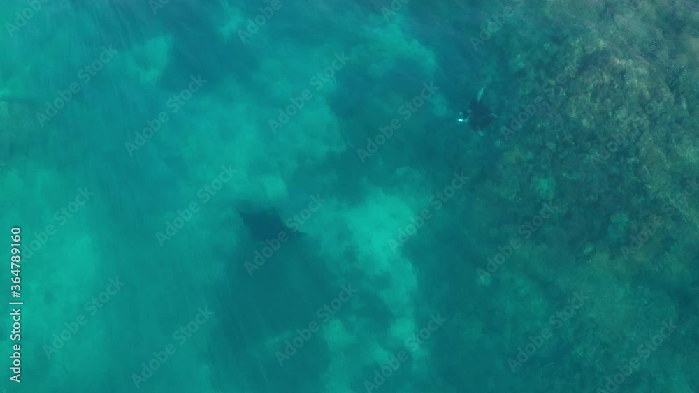Mantarays gliding through water below calm ocean surface, stunning sunlight Mantarays gliding through water below calm ocean surface, stunning sunlight