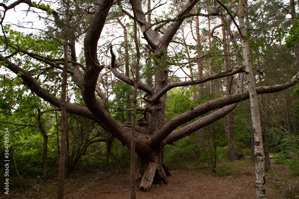 Ein alter Baum auf Rügen