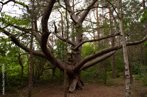 Ein alter Baum auf Rügen photo