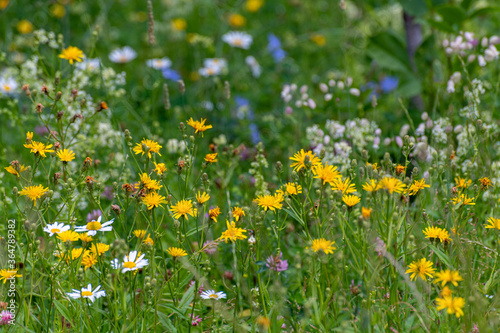 Beautiful Russian meadow with field sow thistle, daisies and clover