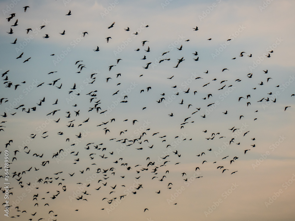 Ein Schwarm Vögel am Abendhimmel Ein Schwarm Vögel am Abendhimmel