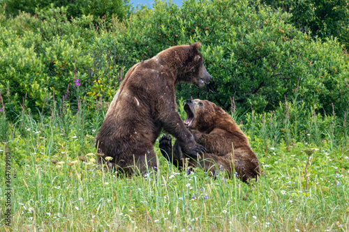 Two large male coastal brown bears (Ursus arctos) fighting in a green meadow in the Katmai NP, Alaska