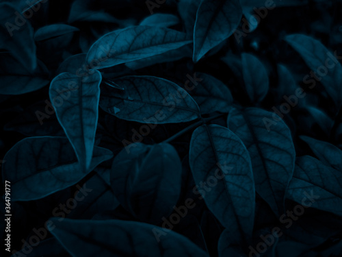 Beautiful abstract color gray and blue flowers on dark background and dark graphic white flower frame and blue leaves texture, blue background, colorful graphics banner © Weerayuth