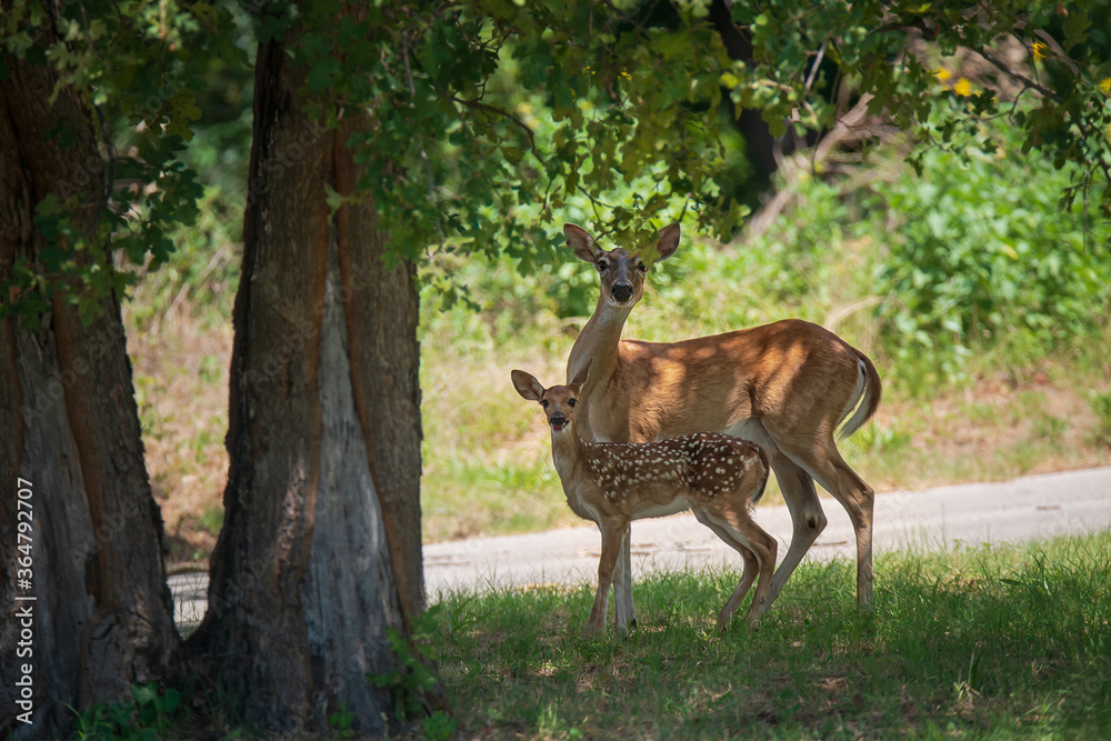 White tailed deer, fawn and mother, under a shady tree in the woods on a hot summer day in Texas White tailed deer, fawn and mother, under a shady tree in the woods on a hot summer day in Texas