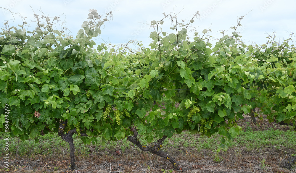 Vigne biologique et organique