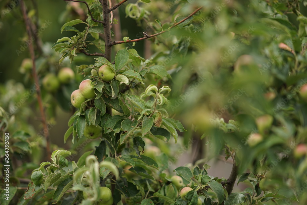 apple tree with ripe fruits and green leaves.