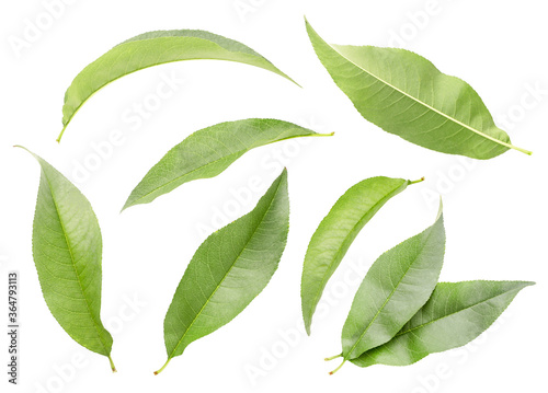 Peach leaves set on a white background. Isolated
